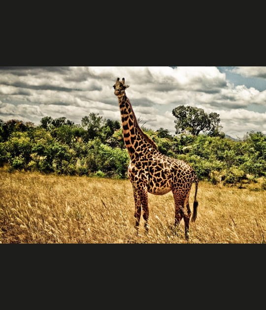 Curieuse la girafe