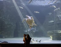 L'aquarium du bout du monde : Le clan des manchots