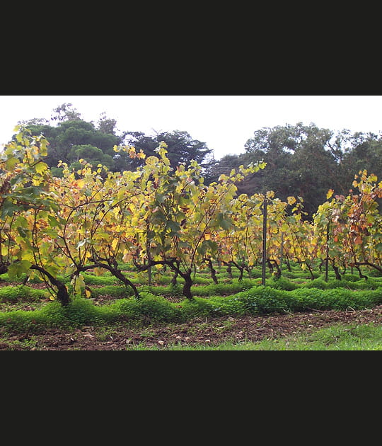 Les vignes de Porquerolles