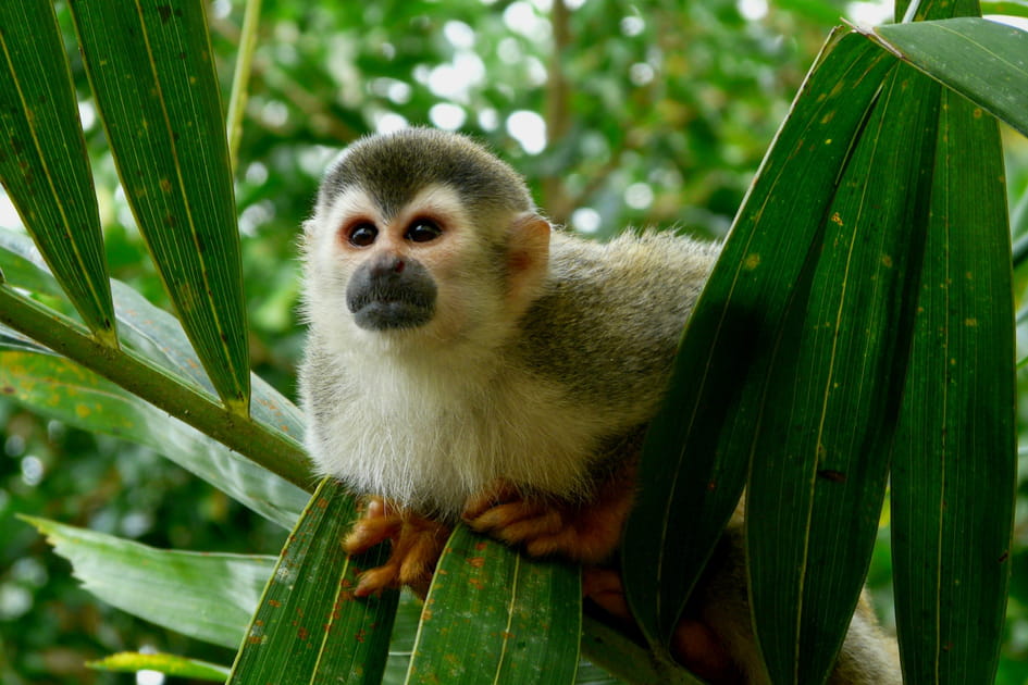 Parc National Manuel-Antonio