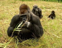 Ushuaïa nature : Retour vers la planète des singes : Afrique équatoriale