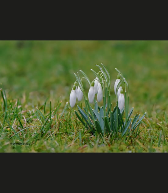 Ambassadrices du printemps