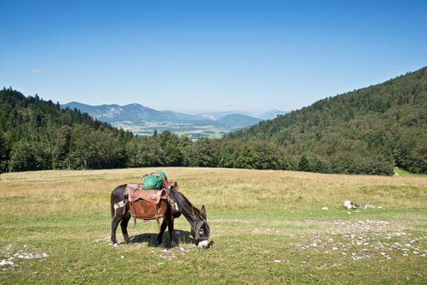 Dans le Parc Naturel Régional du Vercors avec Barroud'âne