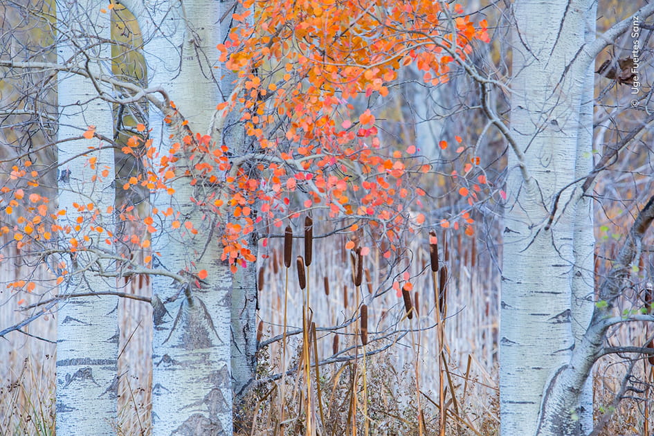 &quot;Lueur d'automne&quot; par Uge Fuertes Sanz (Espagne)