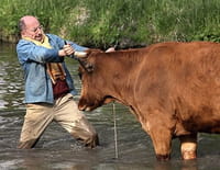 La vache