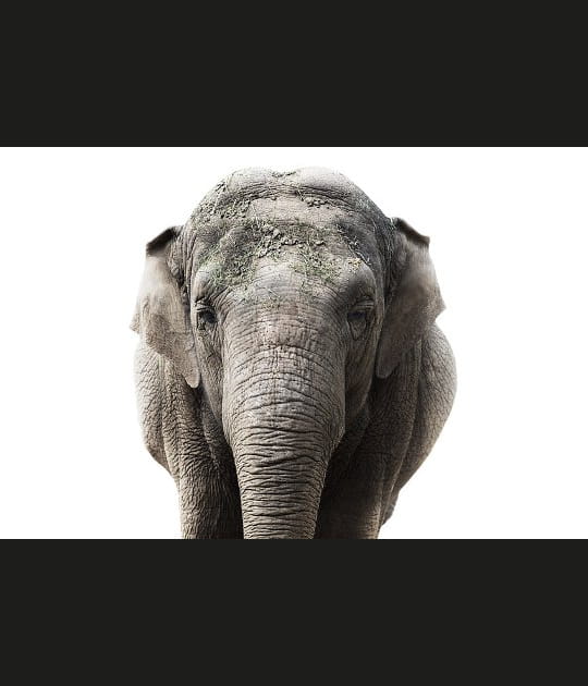 Le regard de l'&eacute;lephant