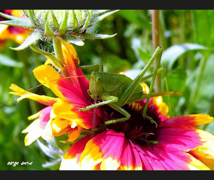 Fleurs et insectes