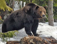 Humanima : Au pays des grizzlis