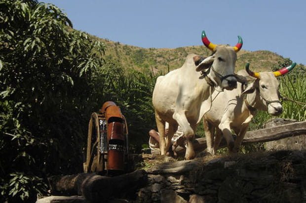 La symbolique des cornes