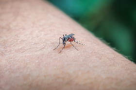 Chikungunya&nbsp;: le nombre de cas autochtones explose en France