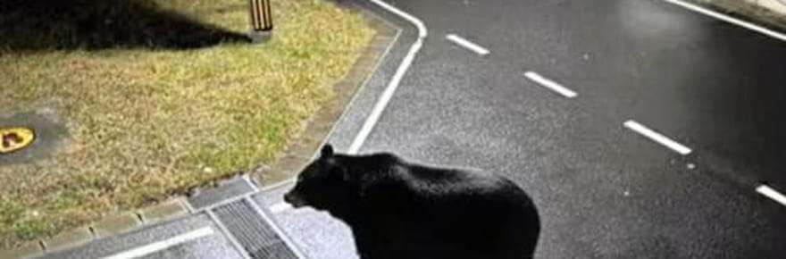 La photo d'un ours en pleine rue fait paniquer les autorit&eacute;s