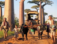 Mada Trek : Une charrette et deux zébus