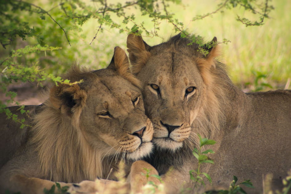 Moment de tendresse dans la savane