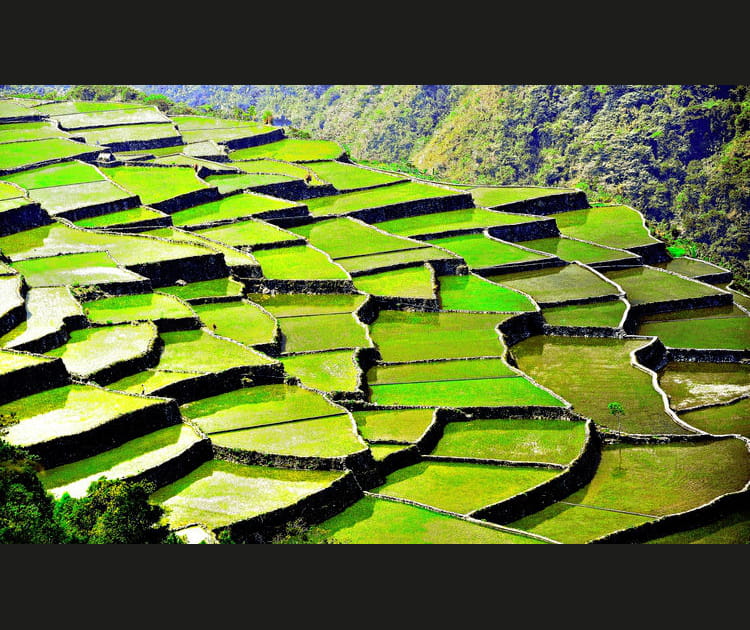 Le vert &eacute;clatant des rizi&egrave;res philippines