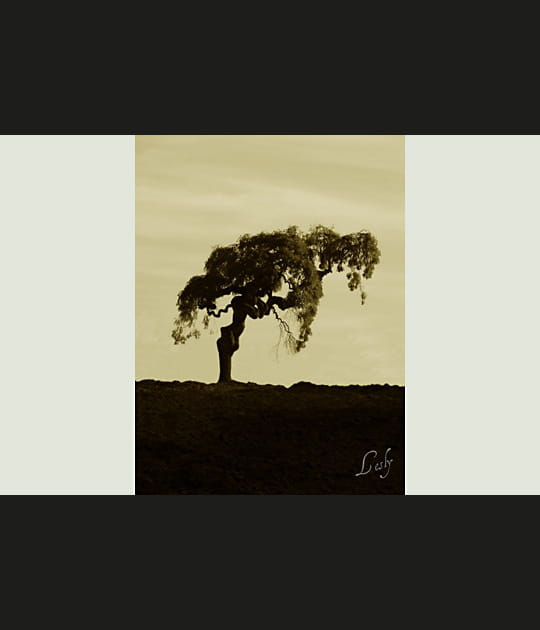 Solitude