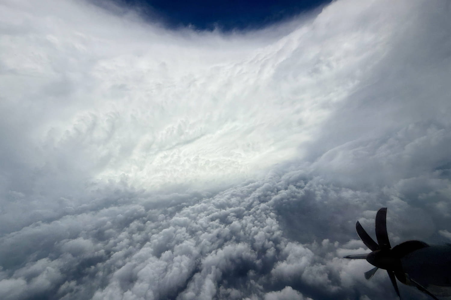 Les oiseaux "tombent du ciel" : l'ouragan Mélissa est devenu un piège mortel pour des milliers de volatiles