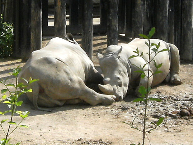 6e : Parc zoologique du Bois de Boulogne, Lille
