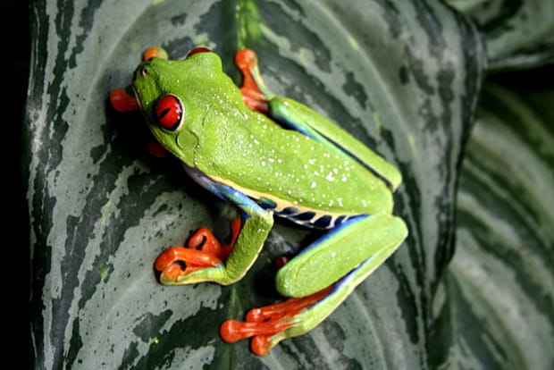 Les yeux rouges de la rainette du Costa Rica