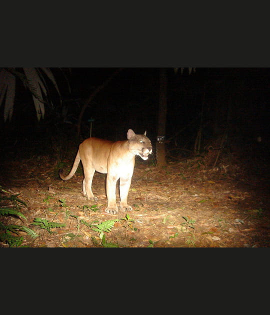 Le puma du Costa Rica prend la pose