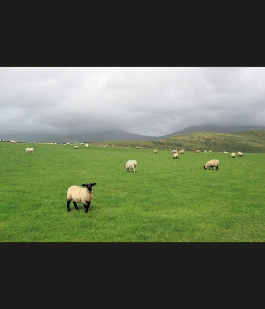 Moutons dans la brume
