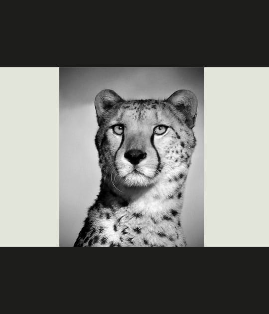 Regard fascinant