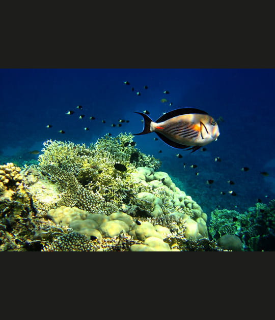 Voyage au centre de la mer