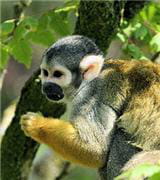 singes