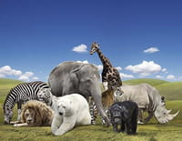 Marcher avec les éléphants