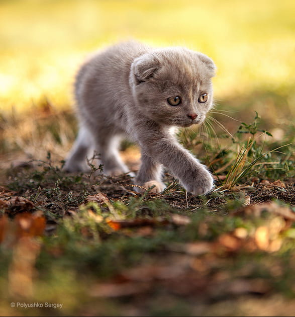 Chaton peureux