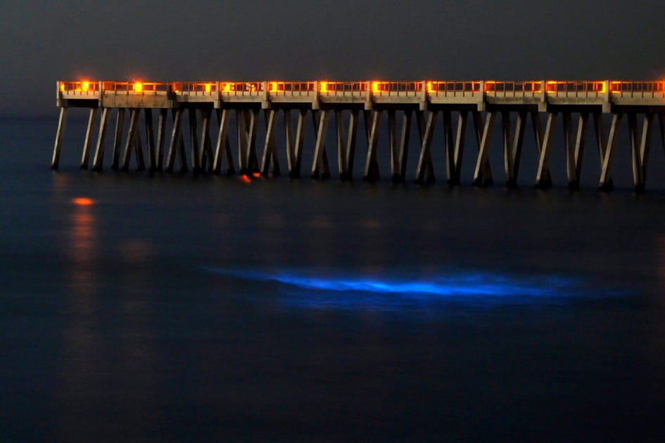 La bioluminescence marine