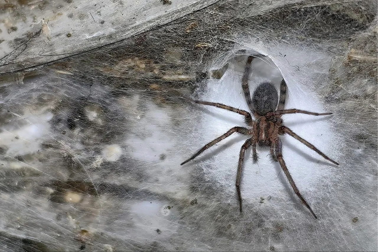 La plus grande toile d'araignée au monde découverte en Europe, le nombre de bêtes à l'intérieur va terroriser les arachnophobes