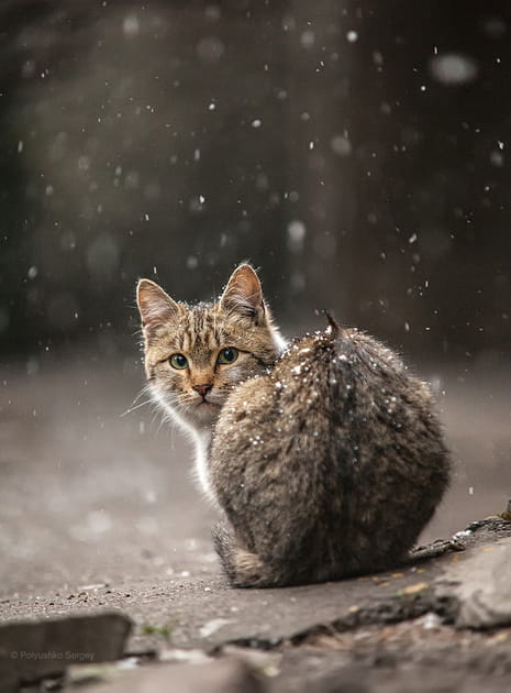 Chat sous la neige