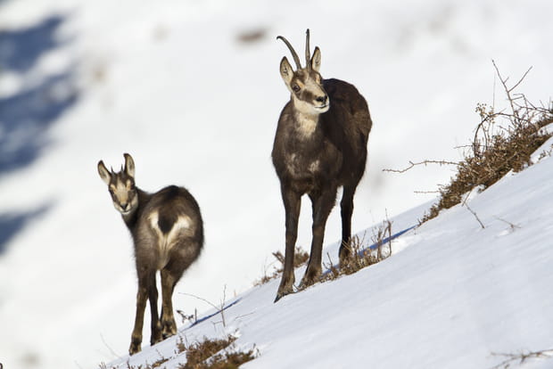 Le chamois dans le Jura