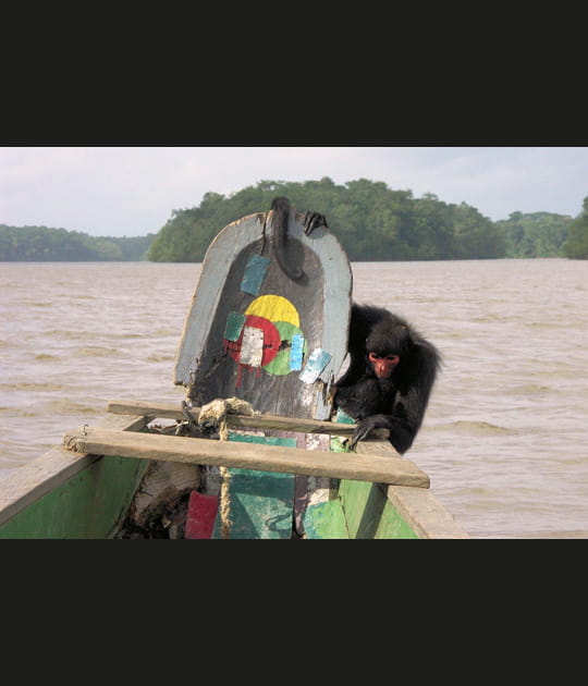 Singe conducteur de pirogue