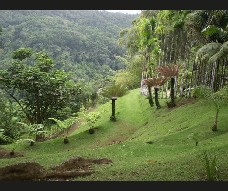 Jardin de r&ecirc;ves