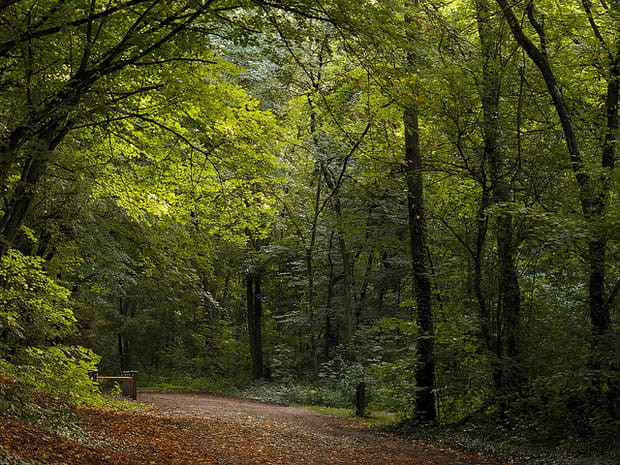 Près de Metz, le vert persiste...