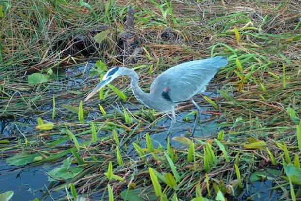 Le parc des Everglades aux Etats-Unis