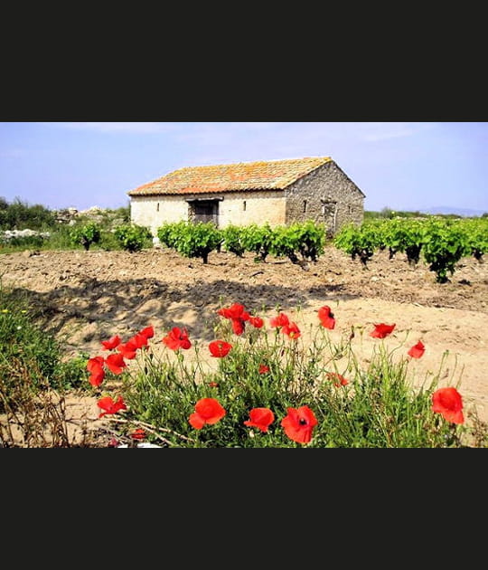 Ferme du Languedoc