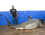 Les hommes-requins