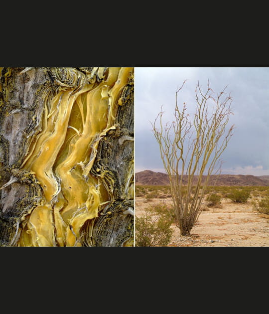 L'ocotillo