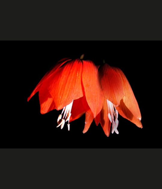 Fritillaire