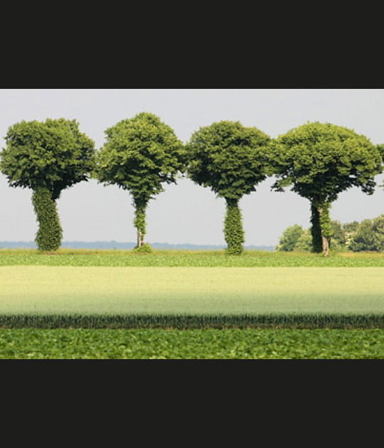 Les arbres siamois
