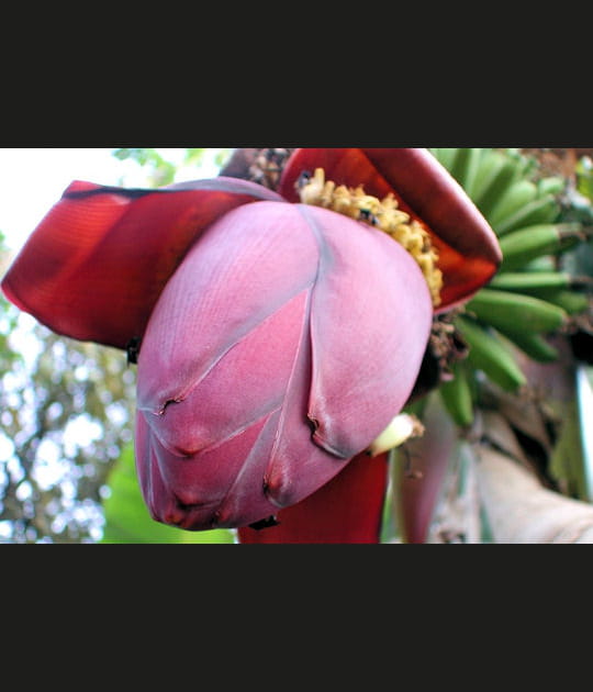 Jardin botanique