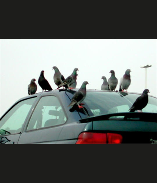 &quot;Les oiseaux&quot;