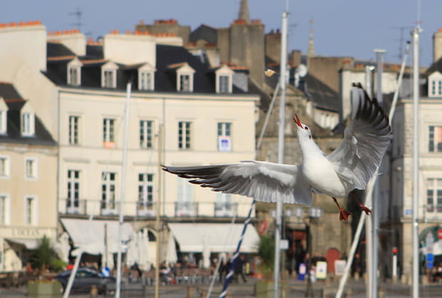 Vannes, ville d'art et d'histoire