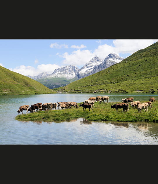 Troupeau de vaches dans les Alpes