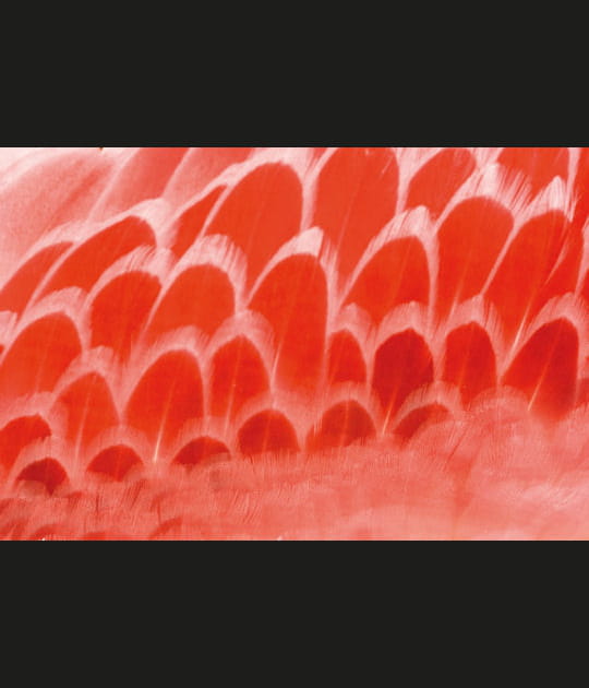 Plumes