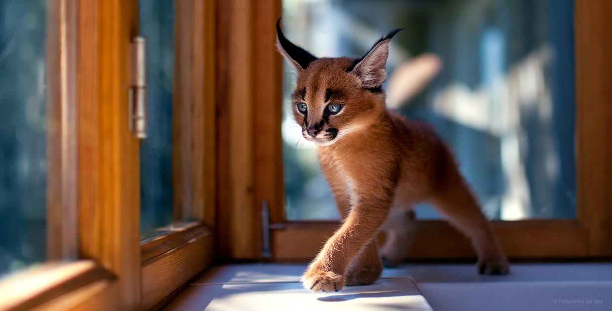 Jeune caracal en &eacute;moi