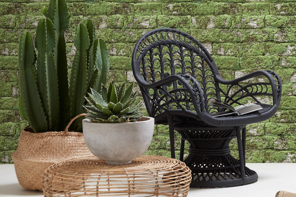 V&eacute;g&eacute;taliser son int&eacute;rieur avec des cactus