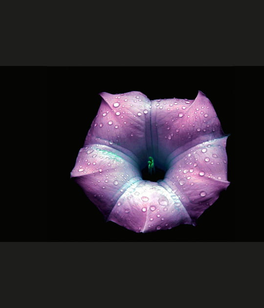Perles de pluie